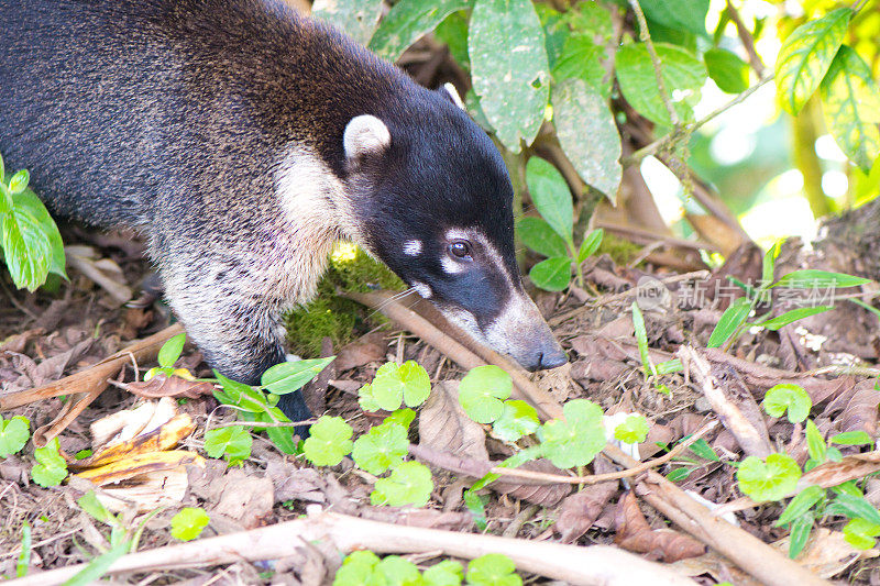 白鼻长鼻浣熊或Coatimundi (Pizote) -哥斯达黎加野生动物
